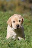 LABRADOR 300